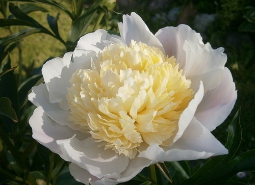 Пион Хиллари (Paeonia itoh Hillary). ИТО-гибрид. Образует ...