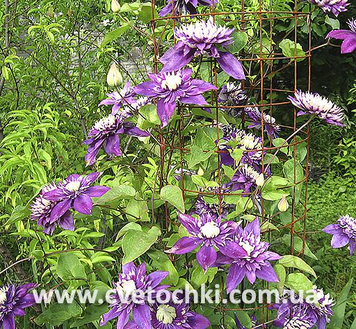 Plant in a Box - Clematis hybrid Taiga - 2er Set - Klematis ...