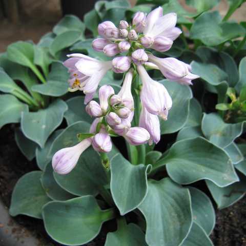 Hosta hybride Blue Mouse Ears ...