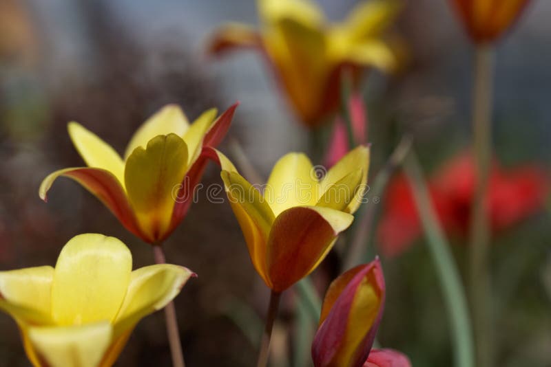 Tulipa / Capsula Flor De Loto Para Muffin (100 Unidades)