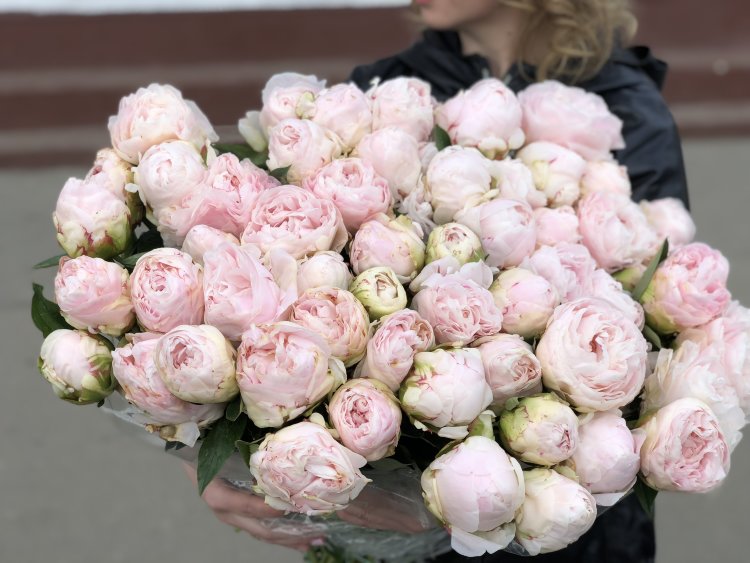 Mothers Choice – Gateforth Peonies Tasmania