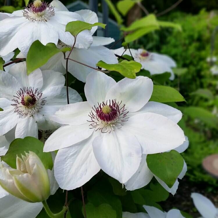 Clematis florida Snow ...