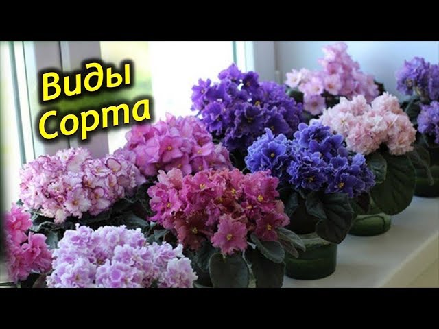 Virtual Violet :: Просмотр темы - NS-Украинский Шансон (С ...