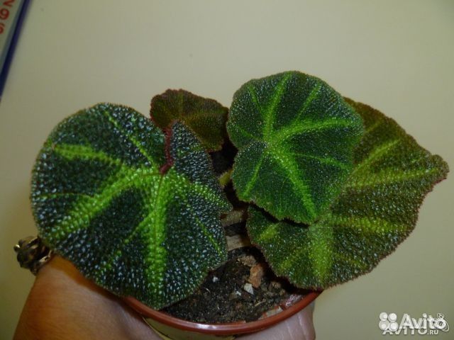 Бегония соли мутата (Begonia soli-mutata) — купить в ...