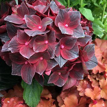 ГОРТЕНЗИИ: Hydrangea m.Royalty Collection Black Knight ...