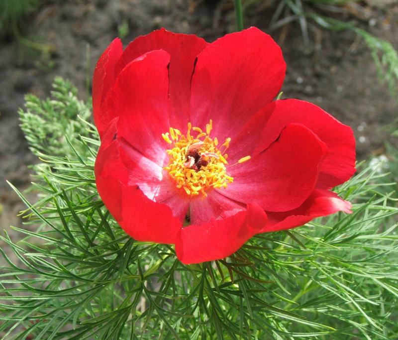 Саженцы Пиона тонколистного (Paeonia tenuifolia) заказать по ...