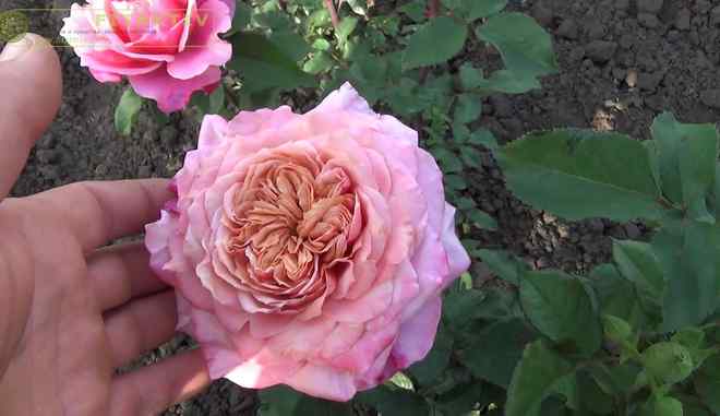 Elevate Your Garden with the Mikoto Rose – Rose_Explosion