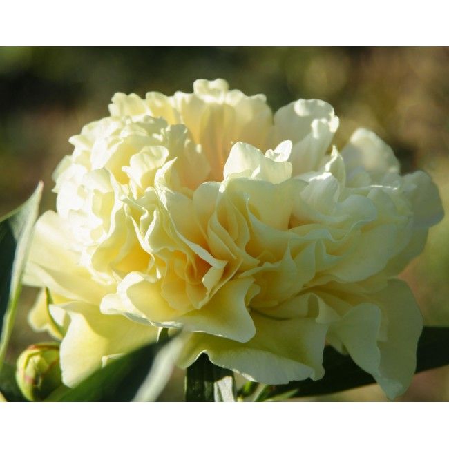 The Sunny Boy Peony | Adelman Peony Gardens