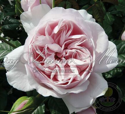 Rosa (F) `Nautica ...