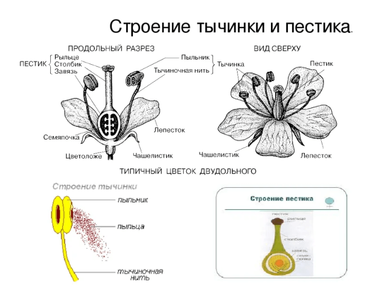 Завязь цветка