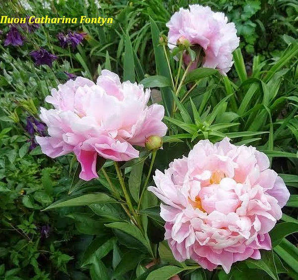 Luchshiy pion Катарина Фонтейн - пионы - My Peony Society