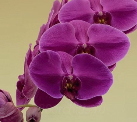 Род орхидей Фаленопсис (Phalaenopsis) (Растения/Виды орхидей ...