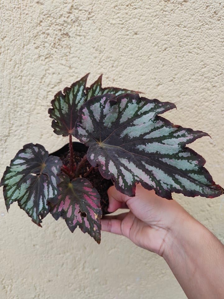 Begonia Helen Teupel | BEGONIA Collection (Коллекция БЕГОНИЙ)