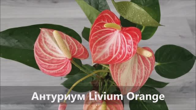 Антуриум An Color Mix 5+ d12 h45 купить с доставкой в Украине ...