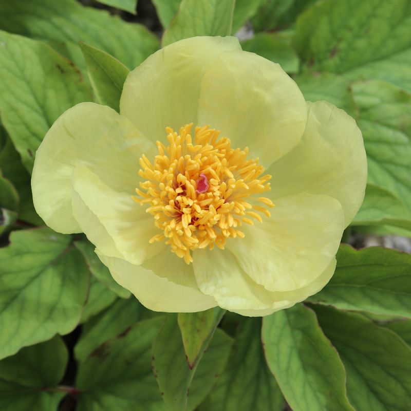 Пион кавказский (Paeonia caucasica ...