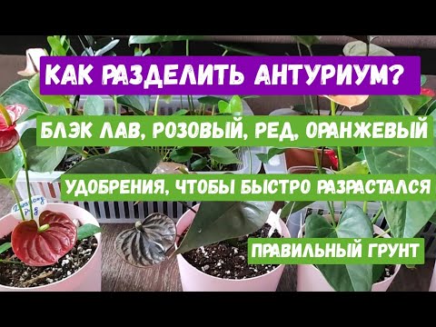 Размножение антуриума из остатков ствола