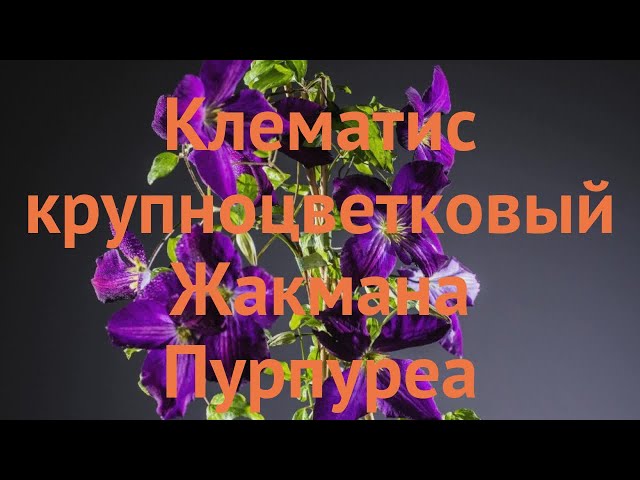 Клематис Жакмана (Clematis Jackmanii): описание, сорта ...