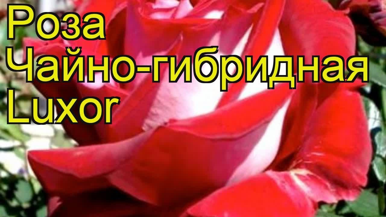 Роза Luxor(Люксор):продажа, цена в ...