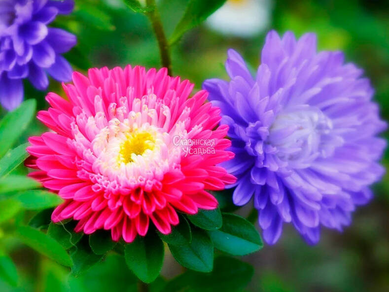 Aster dumosus Jenny ...