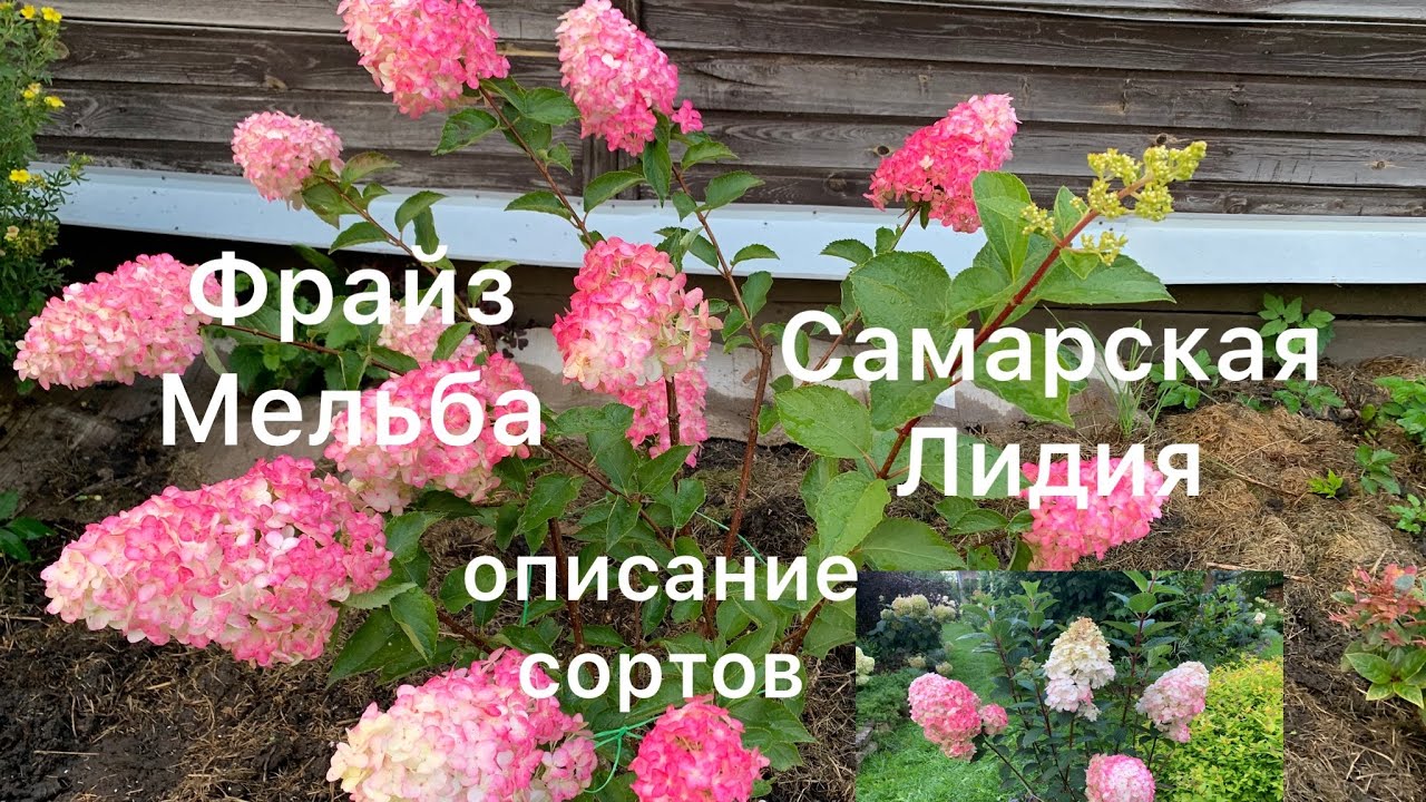 Гортензия метельчатая Фрайз Мельба: купить саженцы Hydrangea ...