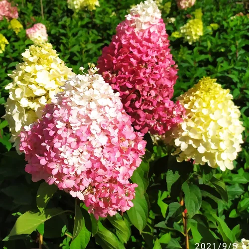 panicle hydrangea 