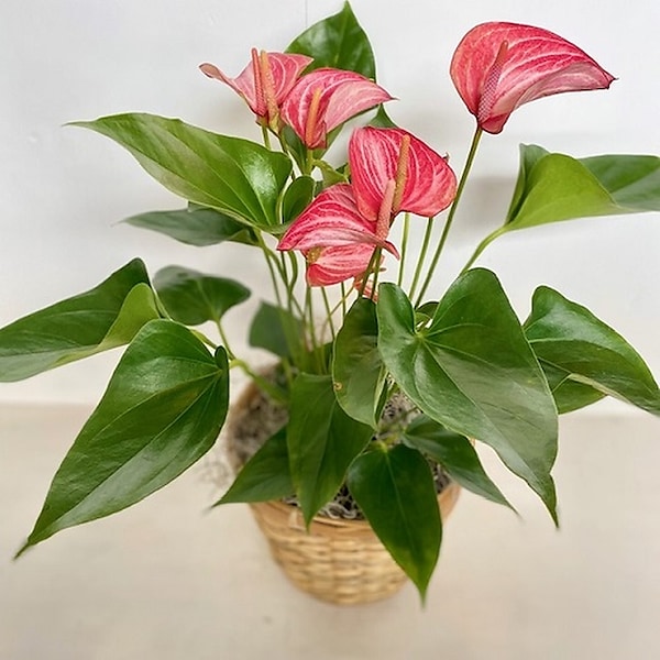 Anthurium Plant in Tillsonburg ON - Margarets Fernlea Flowers ...