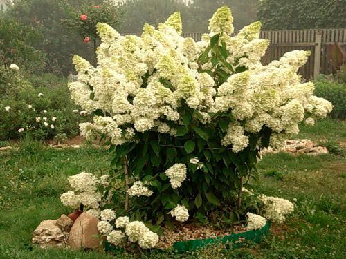 Hydrangea paniculata 'Kyushu' | TreeEbb | Cистема онлайн ...