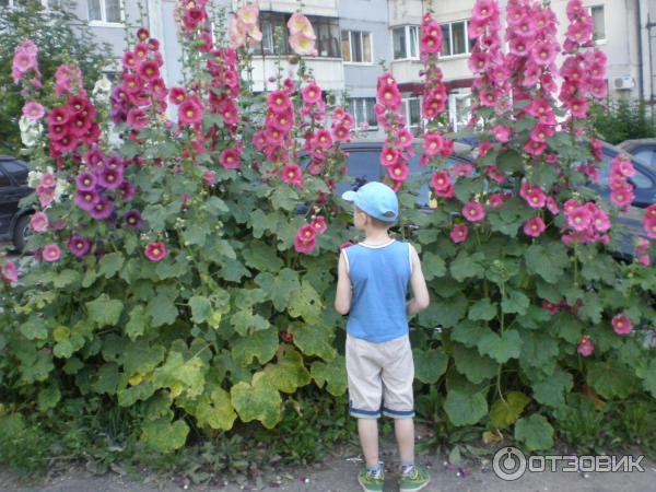 Многолетняя мальва мускусная. Не путать с двулетней мальвой ...