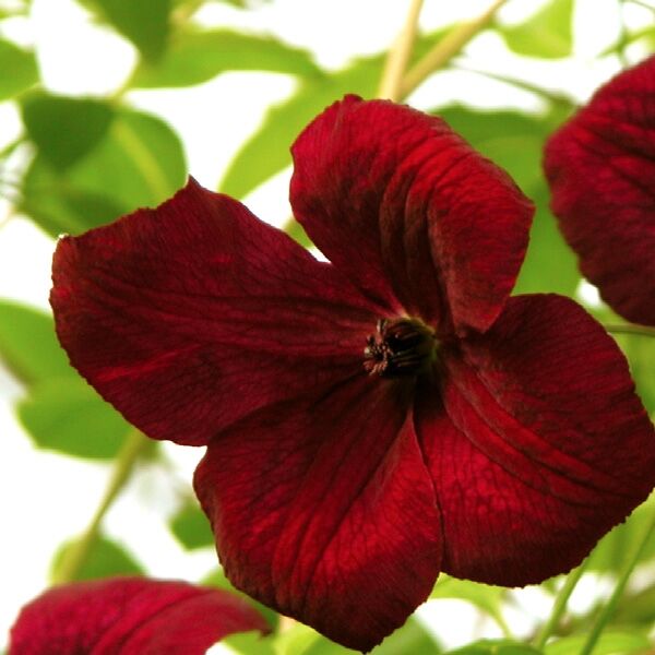 Clematis viticella Rubra