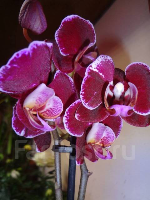 Debora Phalaenopsis Orchids / Дебора фаленопсис орхидея - YouTube