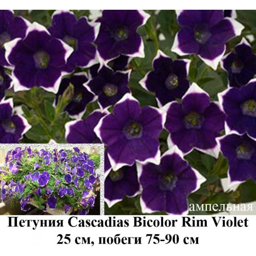 Cascadias Rim Violet Petunia (Petunia ...