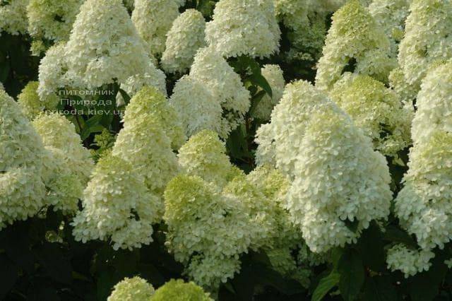 Гортензия метельчатая «Мэджикал Кэндл» (Hydrangea paniculata ...