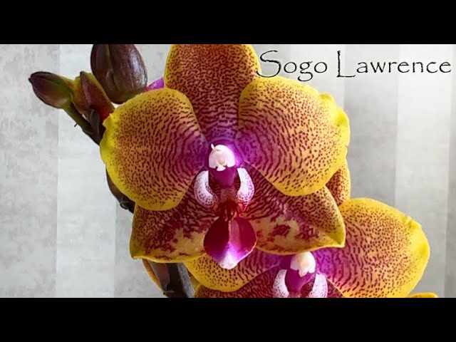 СОГО ЮКИДАН/Sogo yukidian phalaenopsis - YouTube