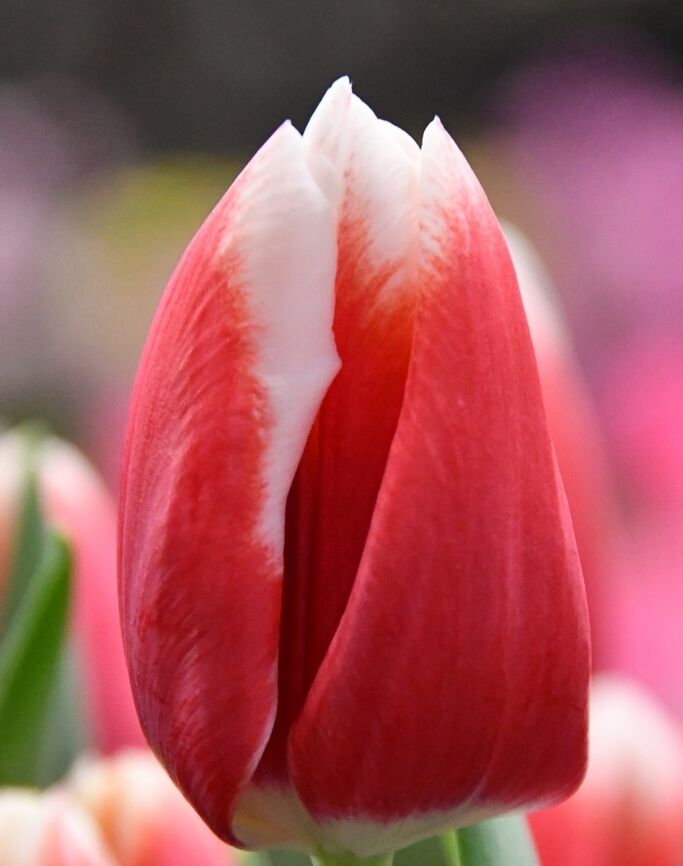 Tulipa 'Aafke', Tulpe - Gartenpflanzen ...