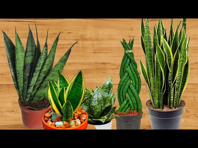 Сансевиерия Голден Хана Sansevieria Golden Hahnii 25/12 ...