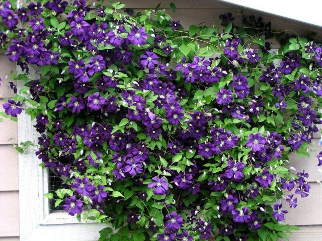 Клематис крупноцветковый Блэк Принц/Clematis variety Black ...