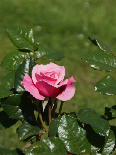 Amazing Rosa 'Double Delight' / Rose ...