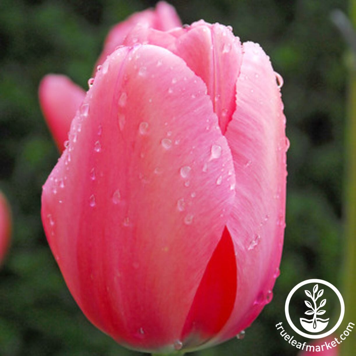 Tulips (Tulipa spp) — Yoga Judith