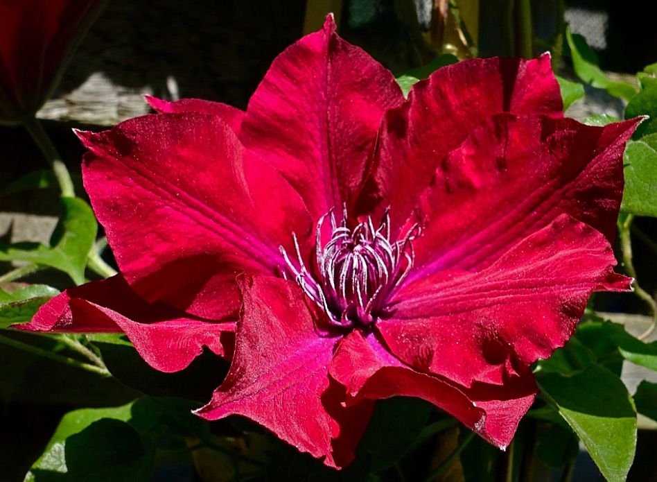 Nubia™ Clematis | Spring Hill Nurseries – Spring Hill Nursery