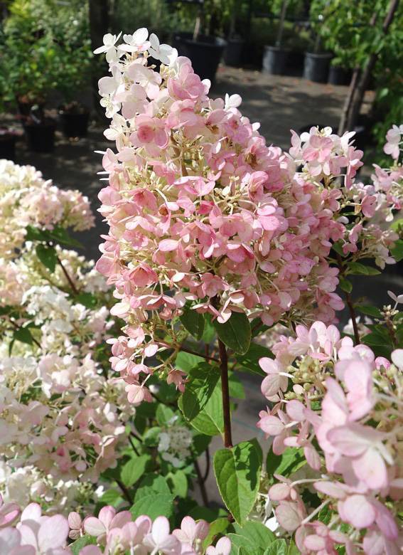 Гортензия метельчатая Пинк даймонд~Hydrangea paniculata Pink ...