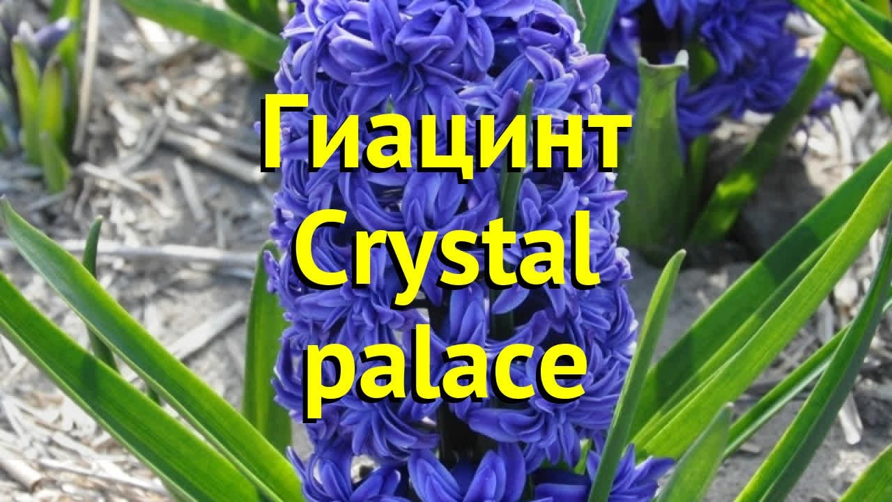 Тюльпан бахромчатый Purple Crystal (FR ...