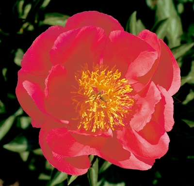 Paeonia Flame (single) Peony ...