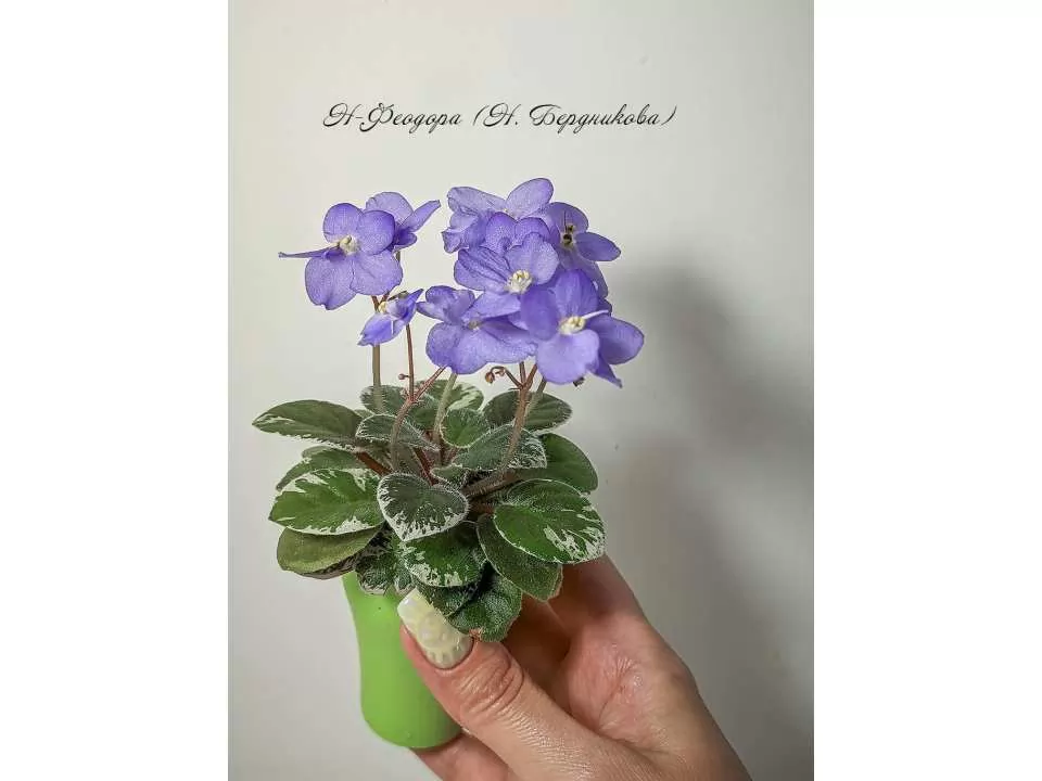 Jersey Girl Trail - $0.00 : African Violets by Lyndon Lyon ...