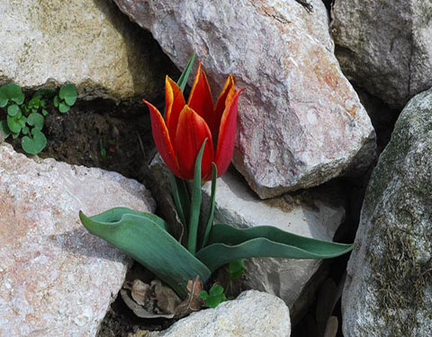 Tulipa Schrenkii Или Tulipa Suaveolens Тюльпан Шренка ...