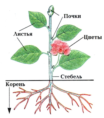 ЕЖЕГОЛОВНИК (взрослое растение с голыми корнями): продажа ...