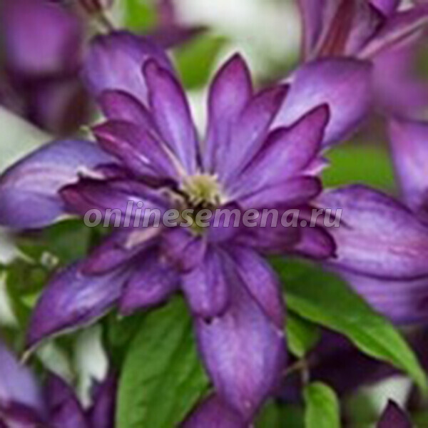 Clematis 'Darius' Pflanze, Pflege & Tipps ▷ Floragard