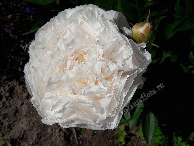 Photo of the bloom of Chinese Peony (Paeonia lactiflora ...