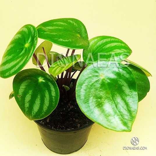 Пеперомия Арбузная (Peperomia Argyreia) D11см купить на ...