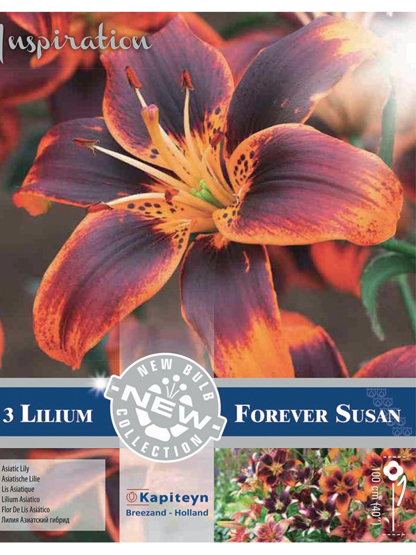 Lilium Forever Susan