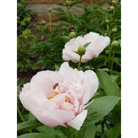 Пион Пинк Ванганд (Paeonia Pink Vanguard) купить в Москве по ...